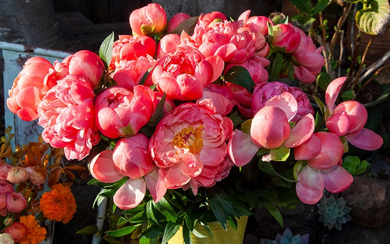 Ceramic container full of two dozen Peonies steal the show