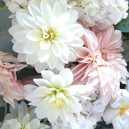 A beautiful arrangement of Dahlias in the softest of pastel colors.