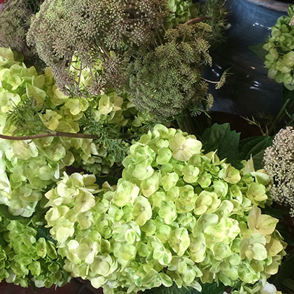 Green hydrangea and Queen Anne&rsq;s Lase.