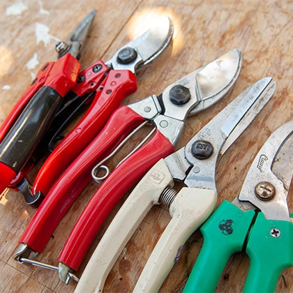 An assortment of flower shears after a busy holiday.