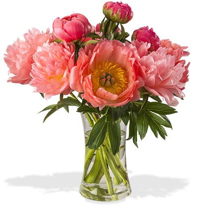 Coral peonies in a clear glass vase.