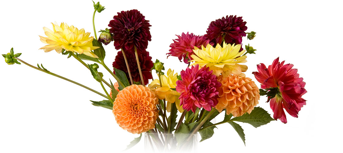 Assorted dahlia's in a glass vase