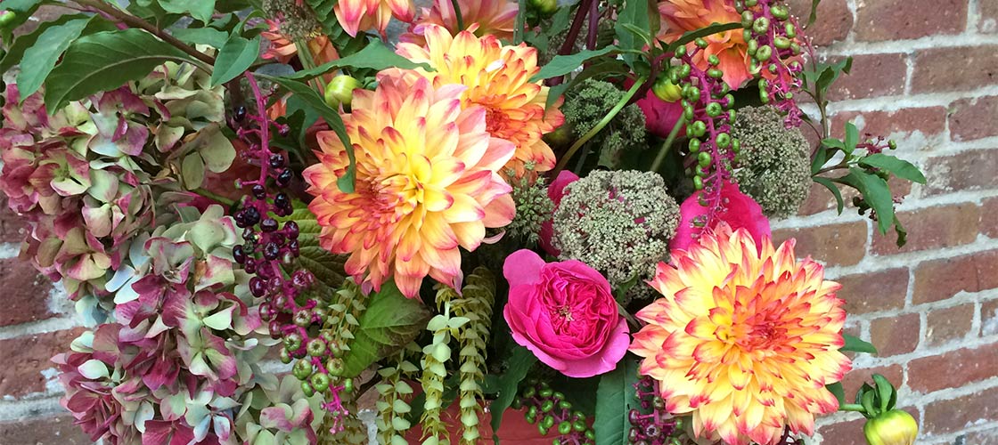 A beautiful Fall flower arrangement with bright two tone dahlias mixed with hydrangea, poke berries and a bit of Queen Anne&rsq;s Lace.