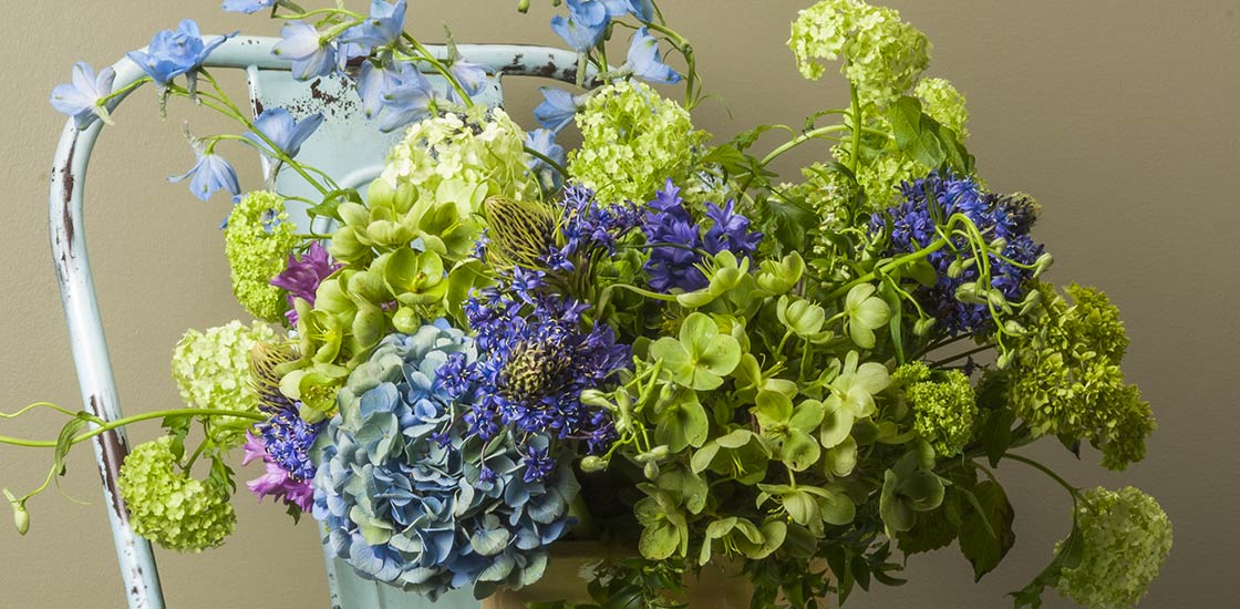 Blue hydrangea, snowball viburnum, blue scilla, green hellebore, light blue belladonna delphinium in this wonderful flower arrangement on a blue chair.