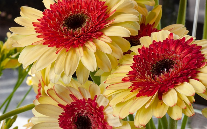 Gerbera Daisies in a red and yellow color combination.